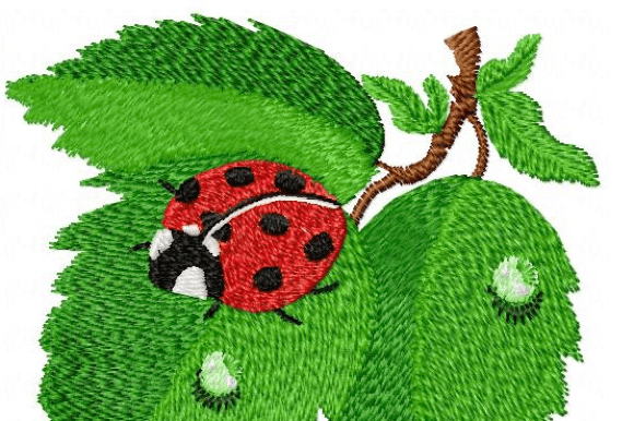 Ladybug